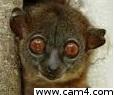 _big_Eyes_ live from Portugal